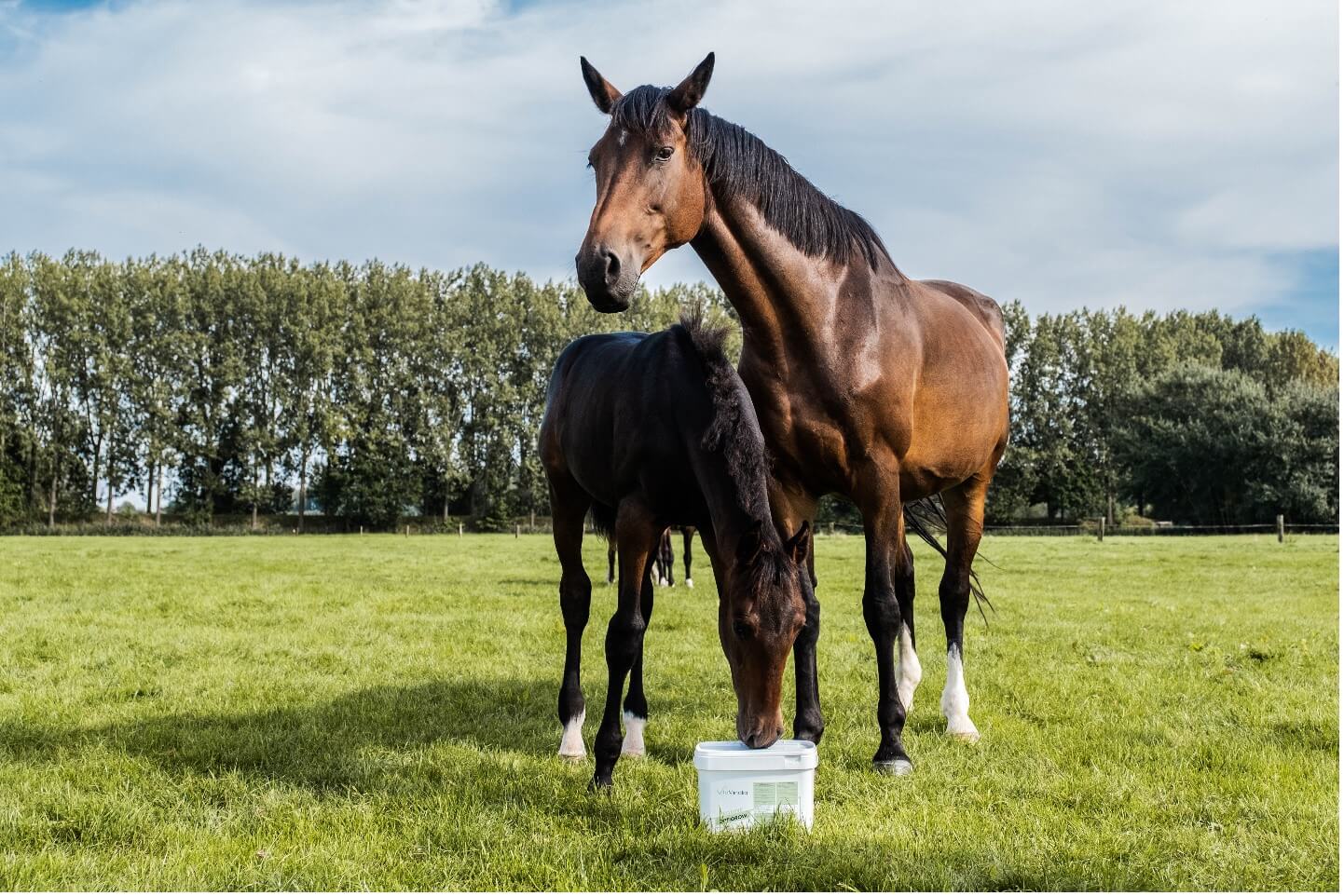 Selenium in paardenvoeding Vitaminalia