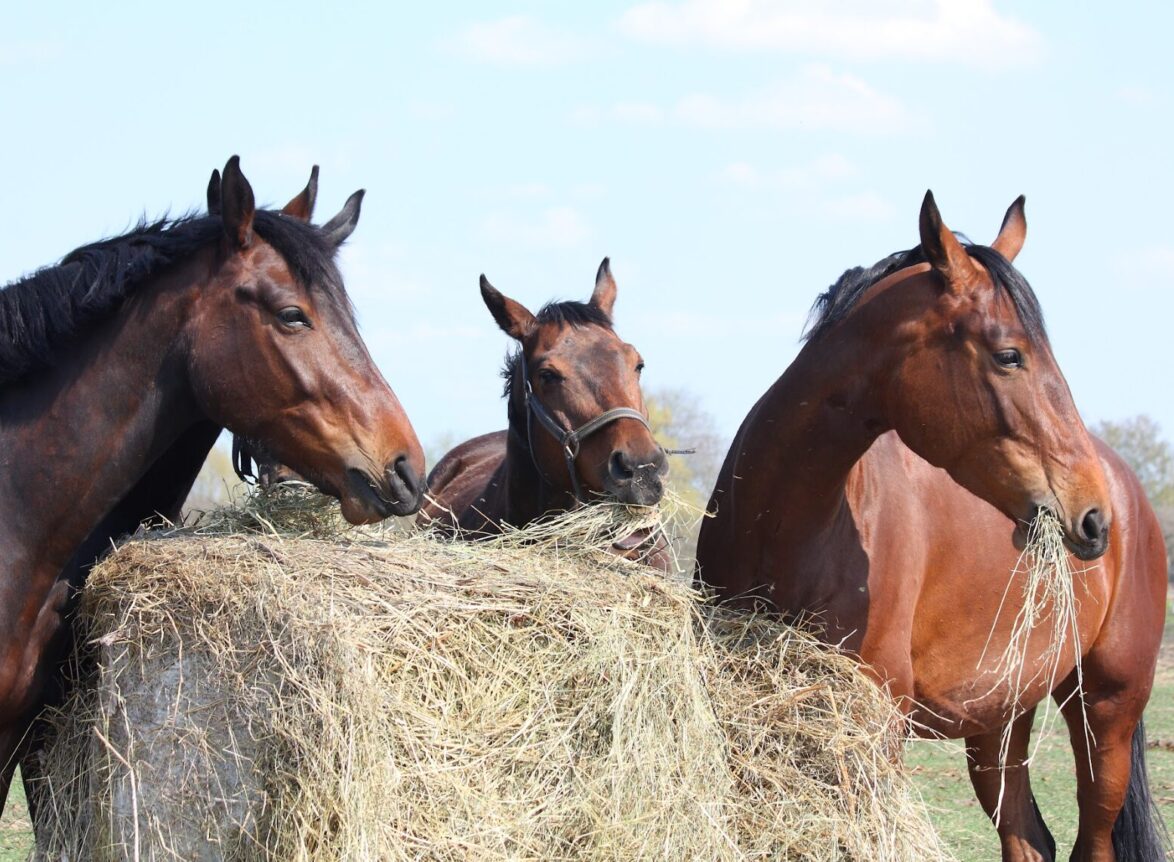 paarden hooi